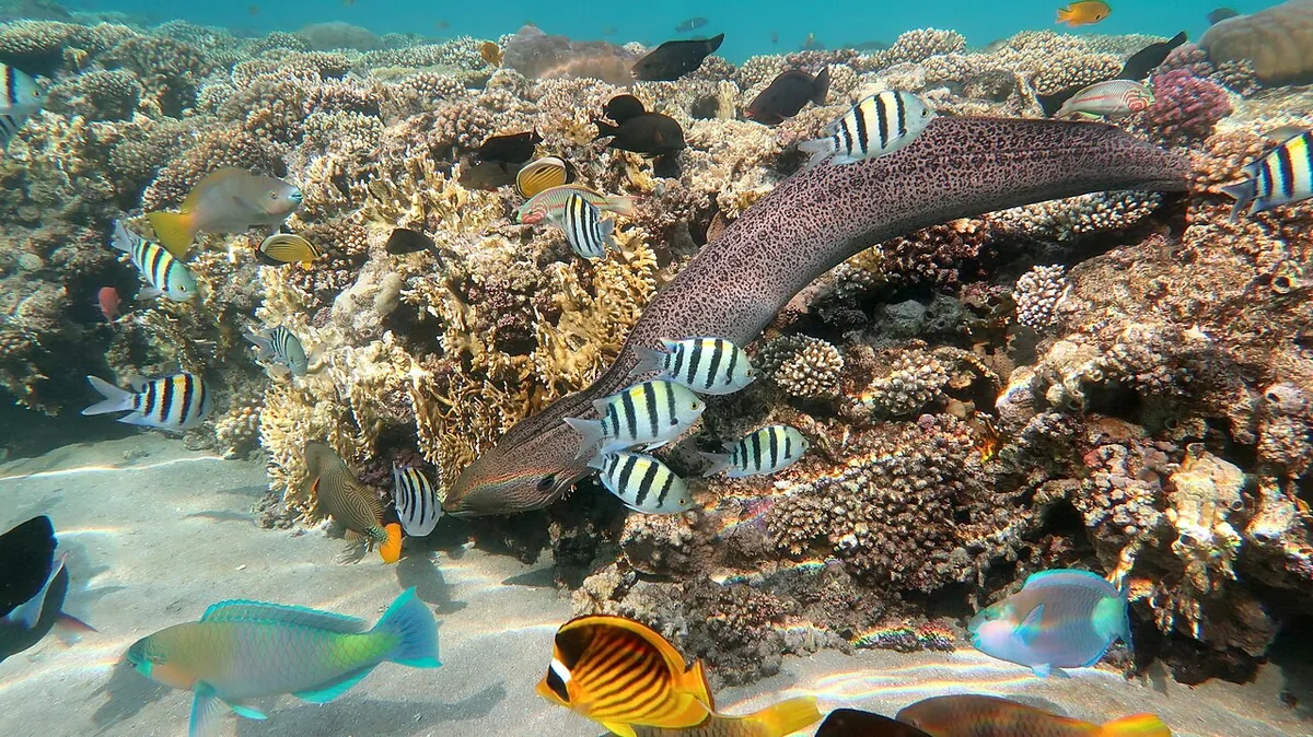 Риф Красного моря в Шарм-эль-Шейхе